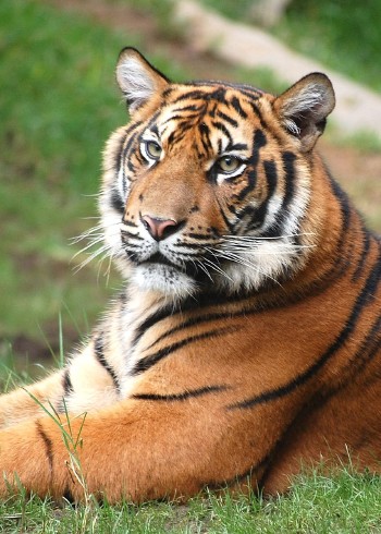 奇妙的动物世界